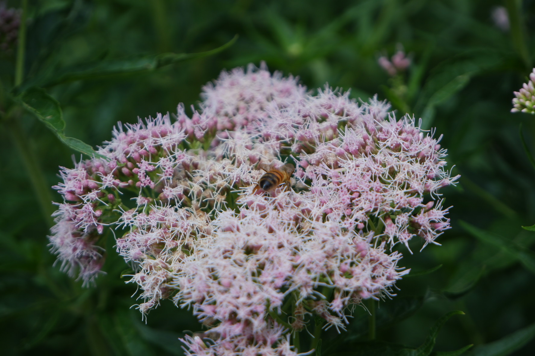 a bee in pink-whitish flowers