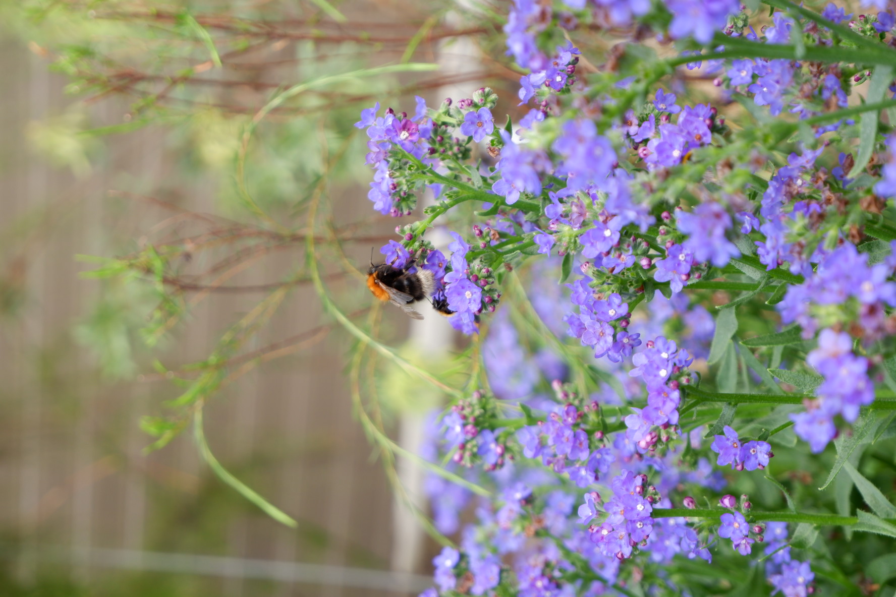 a bumblebee on a pink flower with a blurry background