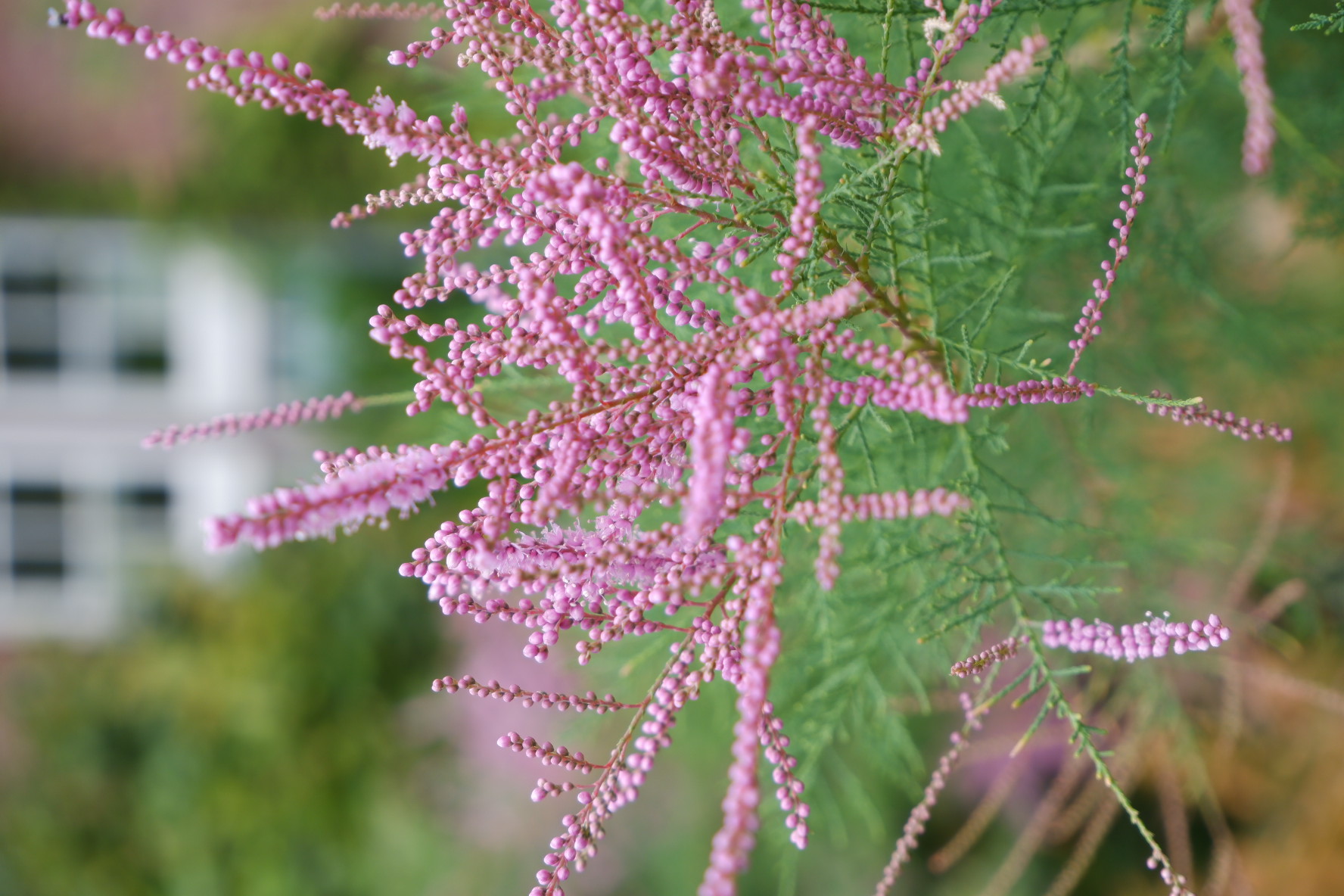 a pink plant with tiny dotted flowers, on a blurry background